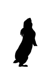 Easter bunny, Easter rabbit, running, standing, sitting, herd, family,