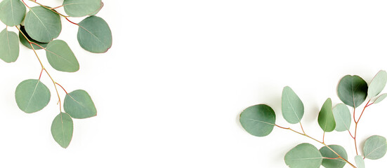 Green leaves eucalyptus isolated on white background.