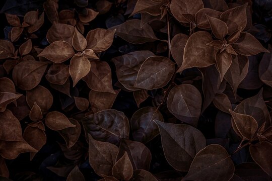 brown leaves in the garden. Light and shadow of leaves in dark tones.