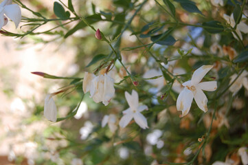 Jasmine flower (Jazmín), photographed in Granada (Andalusia, Spain)