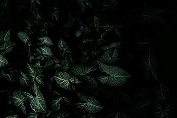 Light and shade of calathea type foliage in tropical forests. philodendron Leaves pattern in shadows. black Copy space for input text. © panumas