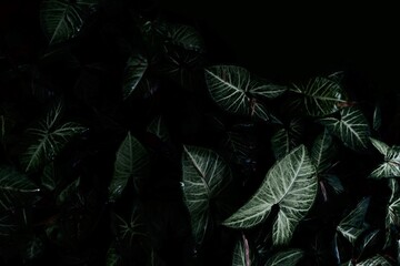 Naklejka na ściany i meble Light and shade of calathea type foliage in tropical forests. philodendron Leaves pattern in shadows. black Copy space for input text.