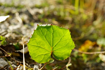 Macro photography of leaf in small stream in austrian alps