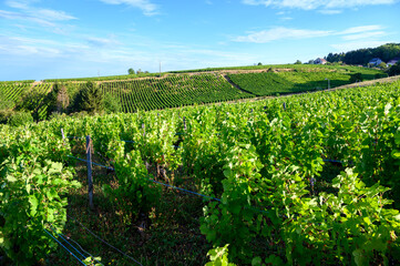 Fototapeta na wymiar Green vineyards located on hills of Jura French region ready to harvest and making red, white and special jaune wine, France