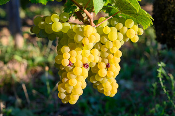 Green vineyards located on hills of  Jura French region, white savagnin grapes ready to harvest and...