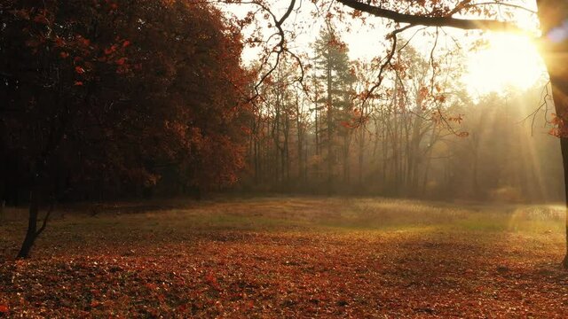 beautiful amazing landscape Morning meadow in the autumn forest.