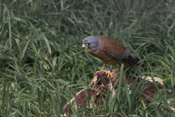 Common kestrel standing on its prey in the large grass and looking ahead. (Falco tinnunculus)
