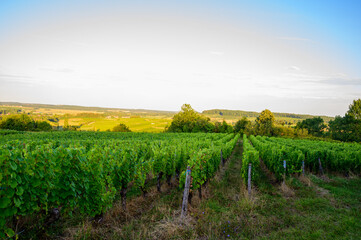 Naklejka premium Green vineyards located on hills of Jura French region ready to harvest and making red, white and special jaune wine, France