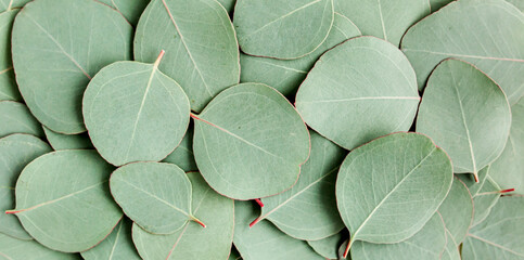 Background/Texture made of green eucalyptus leaves. Flat lay, top view
