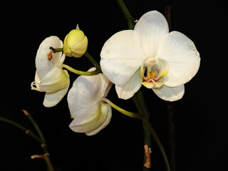 Naklejka na ściany i meble white orchid flower on black background close up