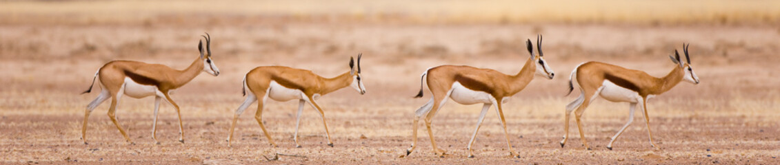 Springbuck o Gacela saltarina, Sossus Vlei, Sesriem, Parque Nacional Namib Naukluft, Desierto del Namib, Namibia, Afirca