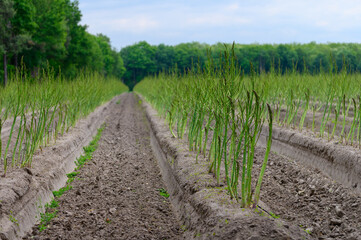 Fototapeta premium Early summer growth cycle of asparagus plant, fern development