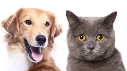 Beautiful cat and dog in front of a white background