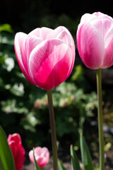 Big pink tulips flowers growing in sunny garden
