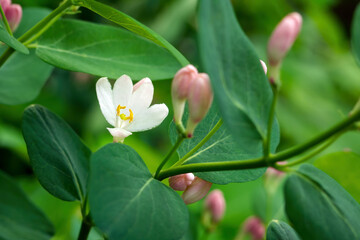 Fototapeta premium Close up of Tatar honeysuckle flower, Lonicera tatarica, selective focus.