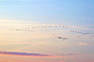 Vogelschwarm