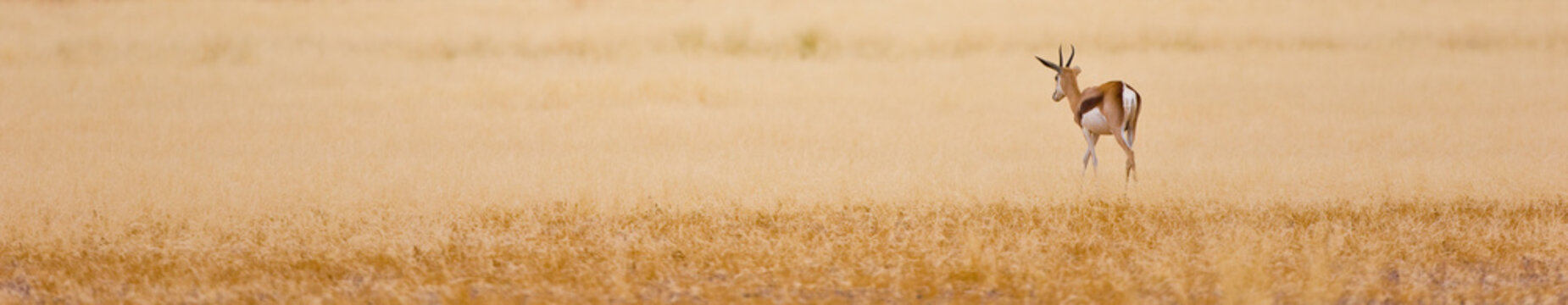 Springbuck o Gacela saltarina, Sossus Vlei, Sesriem, Parque Nacional Namib Naukluft, Desierto del Namib, Namibia, Afirca