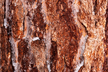 Pine bark close up