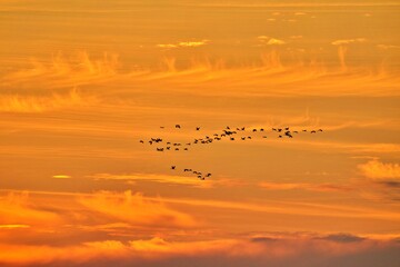 Vogelschwarm fliegt durch den Sonnenuntergang