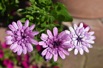 Dimorfoteka, kwiaty fioletowe © drlmk