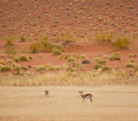 Naklejka na ściany i meble Springbuck o Gacela saltarina, Sossus Vlei, Sesriem, Parque Nacional Namib Naukluft, Desierto del Namib, Namibia, Afirca