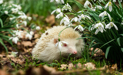Hedgehog (Scientific Name: Erinaceus Europaeus) Rare, wild,  European Albino hedgehog with the white spines and pink eyes.  A true albino in Springtime with flowering snowdrops

