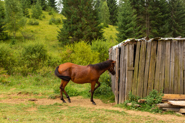 The horse grazes next to a wooden nut. Green nature rural landscape