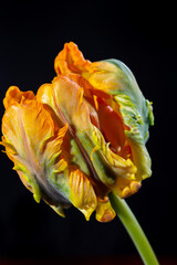 Fototapeta na wymiar Colorful dutch parrot tulip flower close up on black background