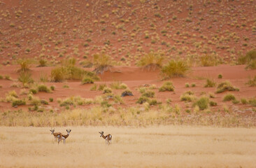 Springbuck o Gacela saltarina, Sossus Vlei, Sesriem, Parque Nacional Namib Naukluft, Desierto del Namib, Namibia, Afirca