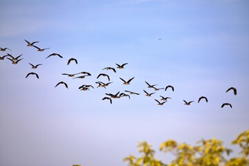 Wildgänse im Flug