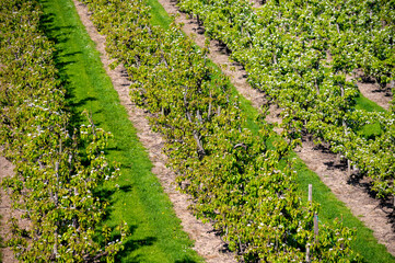 Rows with plum or pear trees with white blossom in springtime in farm orchards, Betuwe, Netherlands