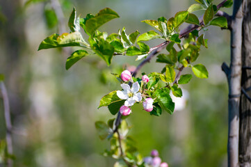 Pink blossom of apple fruit trees in springtime in farm orchards, Betuwe, Netherlands, close up