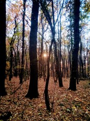 Fototapeta premium autumn in the forest