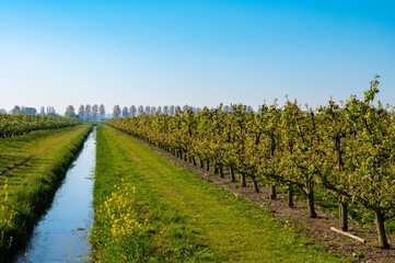 Obraz premium Rows with plum or pear trees with white blossom in springtime in farm orchards, Betuwe, Netherlands