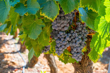 Vineyards of AOC Luberon mountains near Apt with old grapes trunks growing on red clay soil, red or...