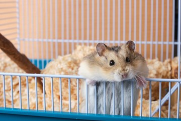 Dzungarian hamster looks out of the cage with sawdust