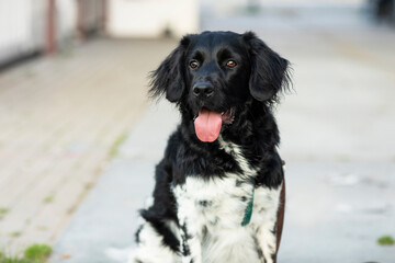 A beautiful black and white spotted stabyhoun dog sitting outside with his tongue sticking out of his mouth. Portrait of a rare dutch dog breed. Bokeh background