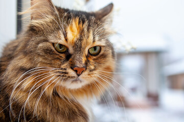 Portrait of an angry cat. 