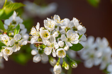 Spring white blossom of sour cherry berry trees in orchard