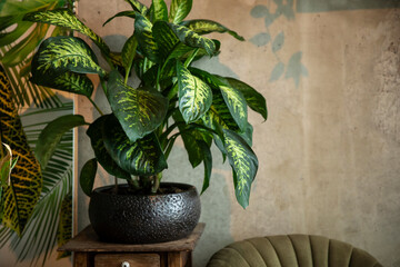 A green houseplant called dieffenbachia standing in a pot in a home styled with green colors. A...