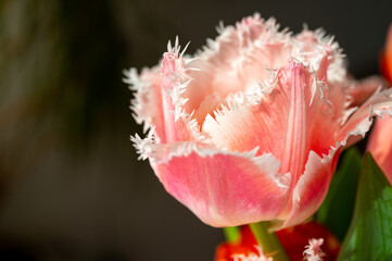 Spring bouquet with licht pink fresh garden tulips