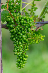 Summertime on Dutch vineyard, young green grapes hanging and ripening on grape plants