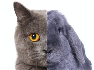 Beautiful cat and rabbit in front of a white background