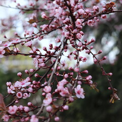 Obraz premium tree blossom