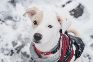 Obraz premium Young female puppy dog standing in the snow