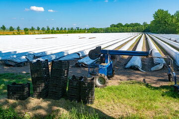 White asparagus field with rows covered with white plastic film