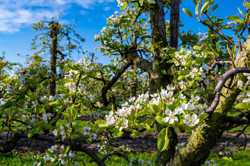 Rows with plum or pear trees with white blossom in springtime in farm orchards, Betuwe, Netherlands