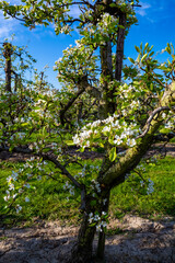 Fototapeta premium Rows with plum or pear trees with white blossom in springtime in farm orchards, Betuwe, Netherlands