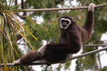 White-Handed Gibbon Male Sitting on A rope Looking Back
