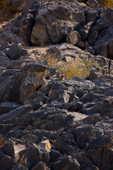 Daman roquero, Montañas Naukluft, Parque Nacional Namib Nauflut, Namibia, Africa